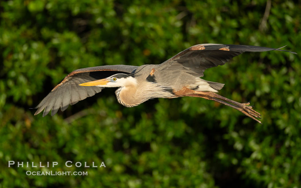 Great Blue Heron. Venice Rookery, Florida, USA, Ardea herodias, natural history stock photograph, photo id 40594