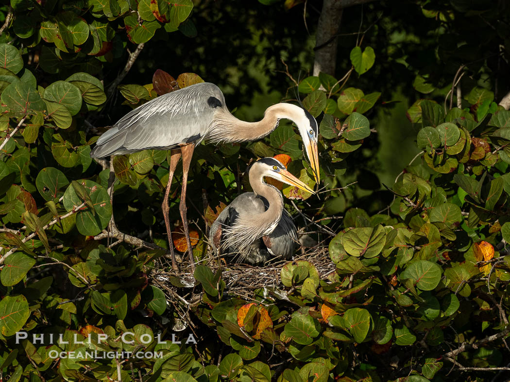 Great Blue Heron mated pair exchanging nesting material at the nest, Venice Rookery, Florida. USA, Ardea herodias, natural history stock photograph, photo id 40596