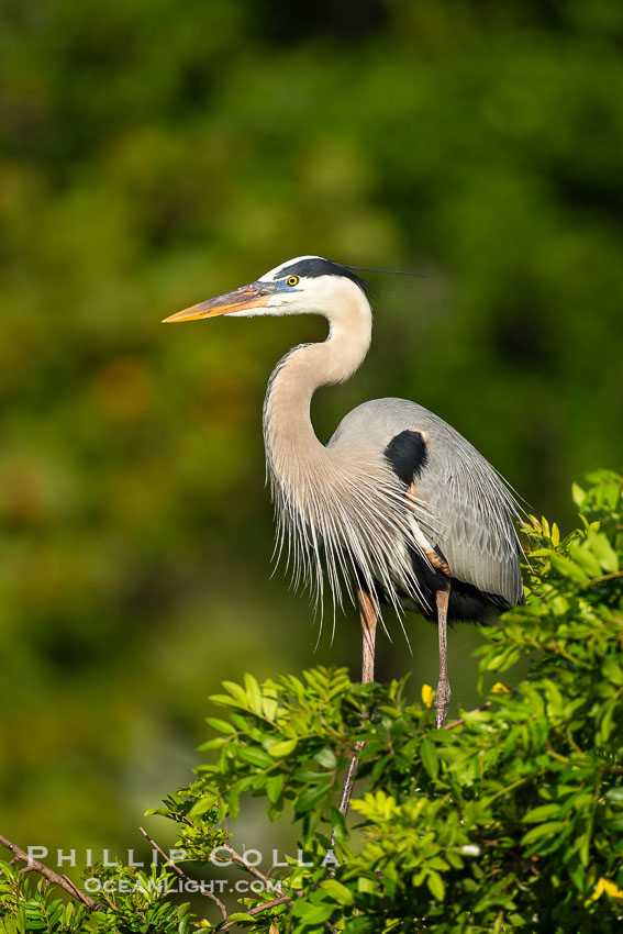 Great Blue Heron. Venice Rookery, Florida, USA, Ardea herodias, natural history stock photograph, photo id 40600