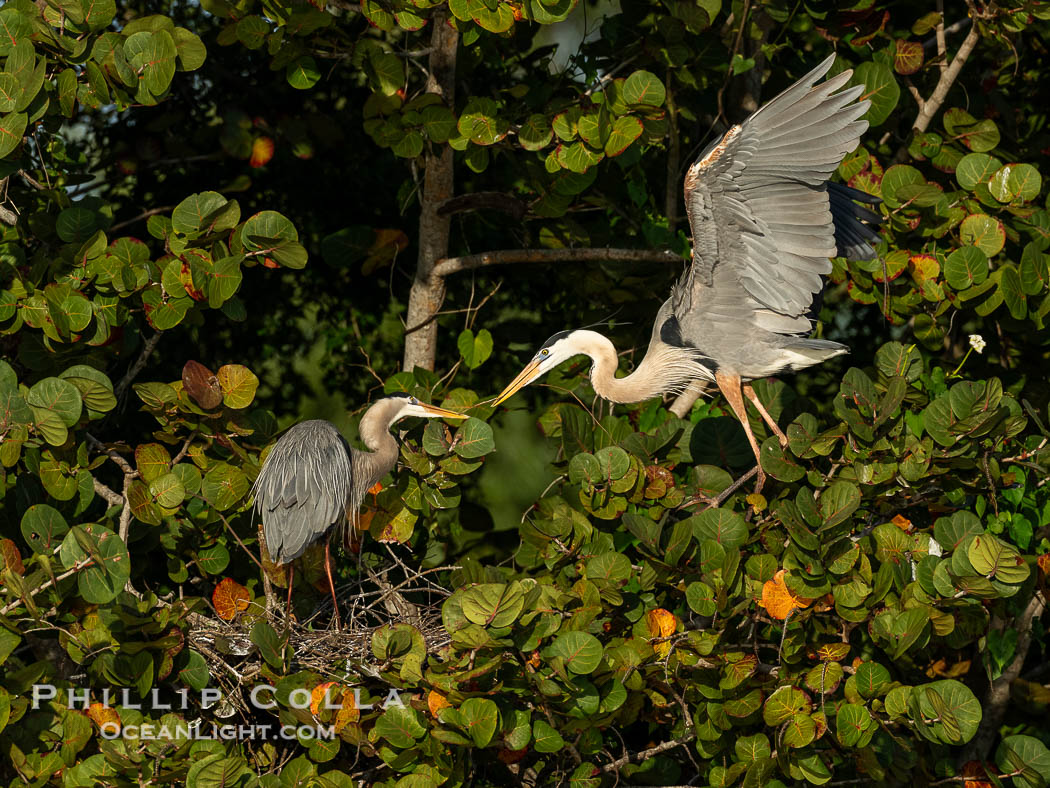 Great Blue Heron mated pair exchanging nesting material at the nest, Venice Rookery, Florida. USA, Ardea herodias, natural history stock photograph, photo id 40595