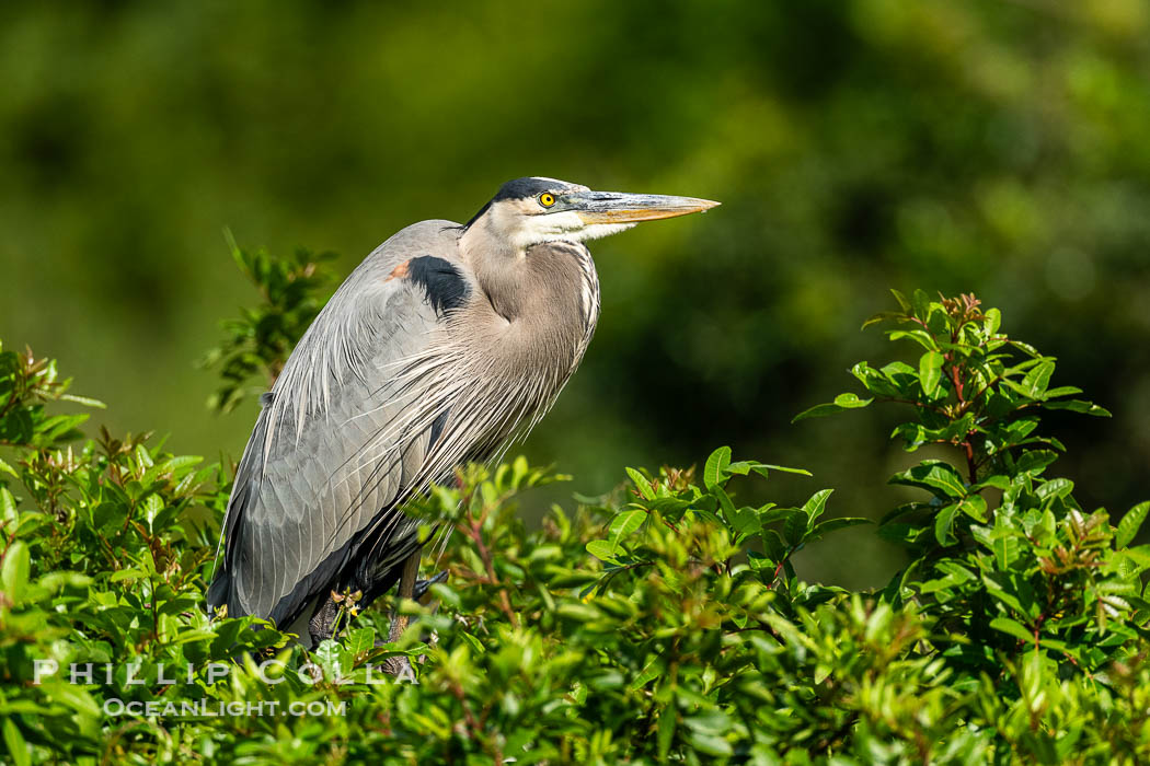 Great Blue Heron. Harley Davidson Rookery, Brandon, Florida, USA, Ardea herodias, natural history stock photograph, photo id 40553