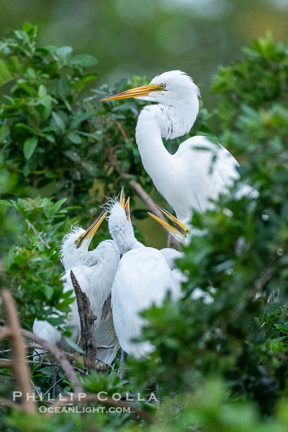 Great egret on the nest with chicks, White Egret, Ardea alba, Florida. Venice Rookery, USA, Ardea alba, natural history stock photograph, photo id 40591