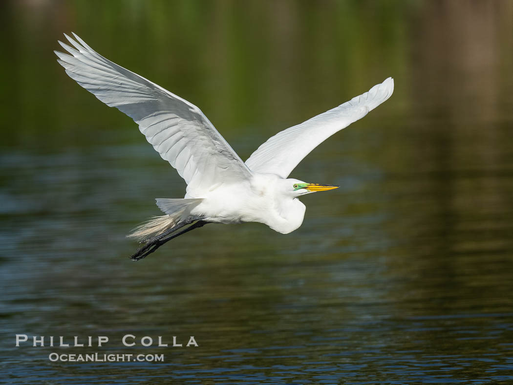 Great egret, White Egret, Ardea alba, Florida. Venice Rookery, USA, Ardea alba, natural history stock photograph, photo id 40602