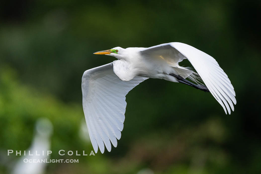 Great egret, White Egret, Ardea alba, Florida. Harley Davidson Rookery, Brandon, USA, Ardea alba, natural history stock photograph, photo id 40556