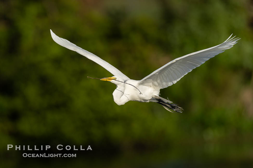 Great egret, White Egret, Ardea alba, Florida. Venice Rookery, USA, Ardea alba, natural history stock photograph, photo id 40599