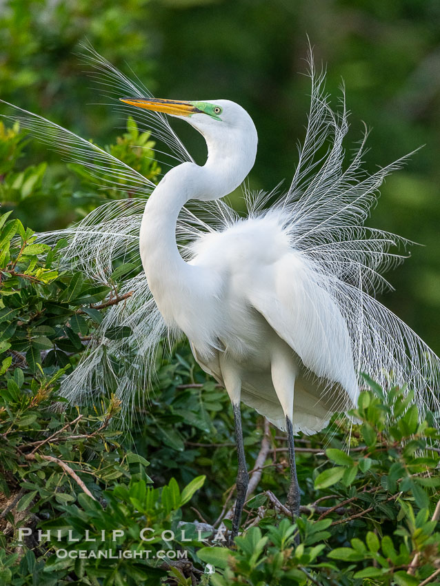 Great egret, White Egret, Ardea alba, Florida, Ardea alba, Harley Davidson Rookery, Brandon