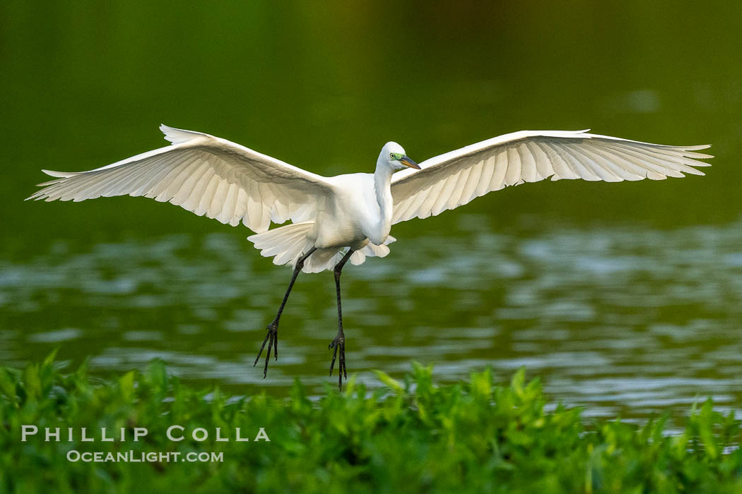 Great egret, White Egret, Ardea alba, Florida. Harley Davidson Rookery, Brandon, USA, Ardea alba, natural history stock photograph, photo id 40565