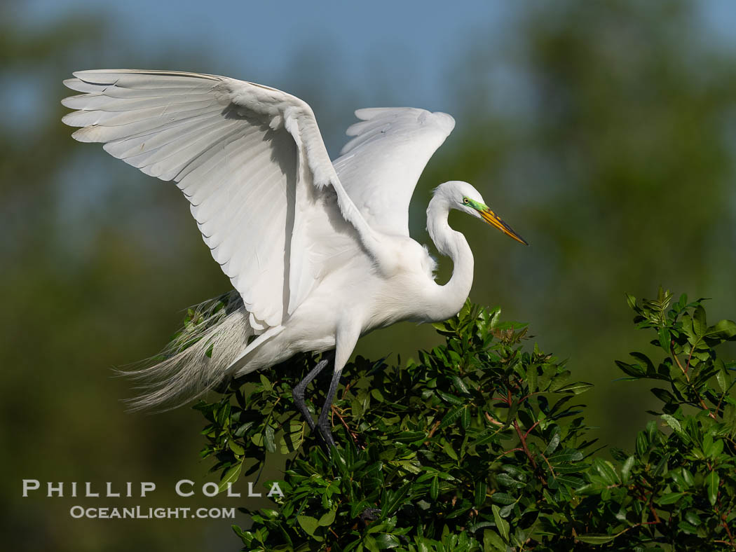 Great egret, White Egret, Ardea alba, Florida. Venice Rookery, USA, Ardea alba, natural history stock photograph, photo id 40601