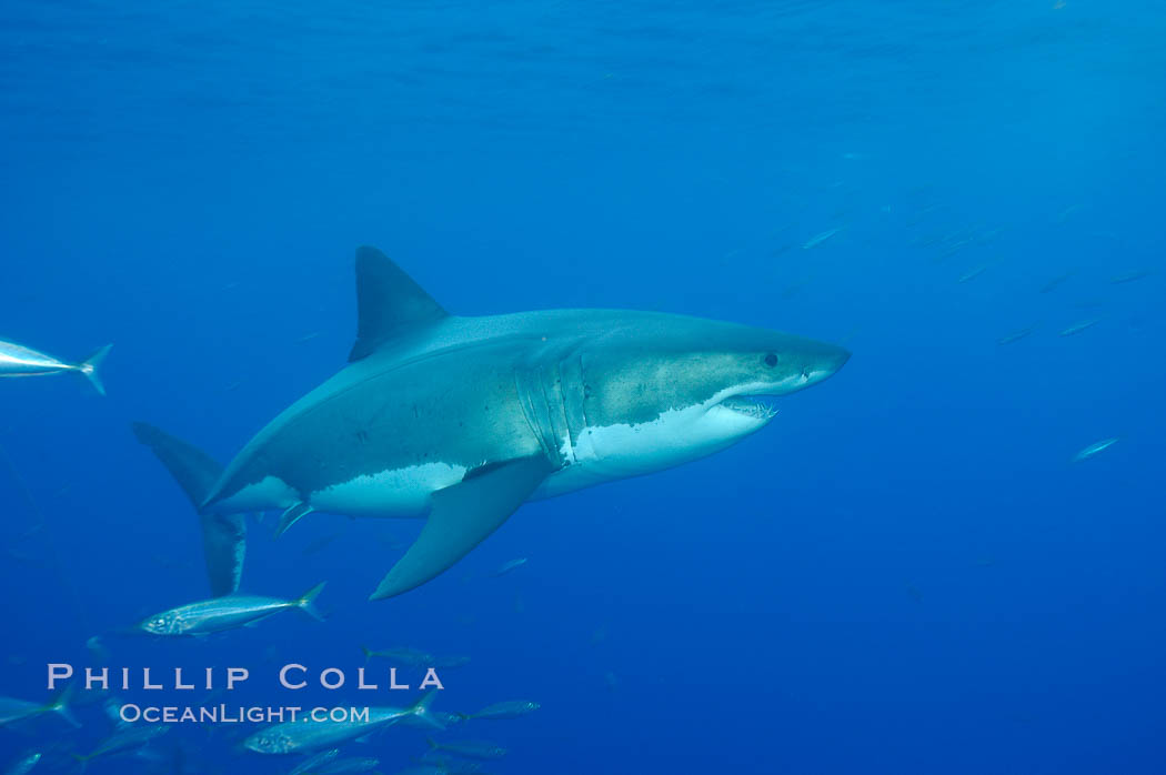 A great white shark underwater.  A large great white shark cruises the clear oceanic waters of Guadalupe Island (Isla Guadalupe). Baja California, Mexico, Carcharodon carcharias, natural history stock photograph, photo id 10125