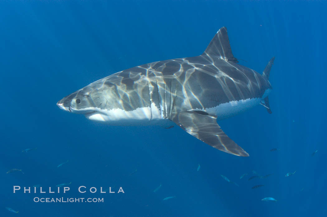 A great white shark swims through the clear waters of Isla Guadalupe, far offshore of the Pacific Coast of Baja California.  Guadalupe Island is host to a concentration of large great white sharks, which visit the island to feed on pinnipeds and tuna. Guadalupe Island (Isla Guadalupe), Mexico, Carcharodon carcharias, natural history stock photograph, photo id 07674