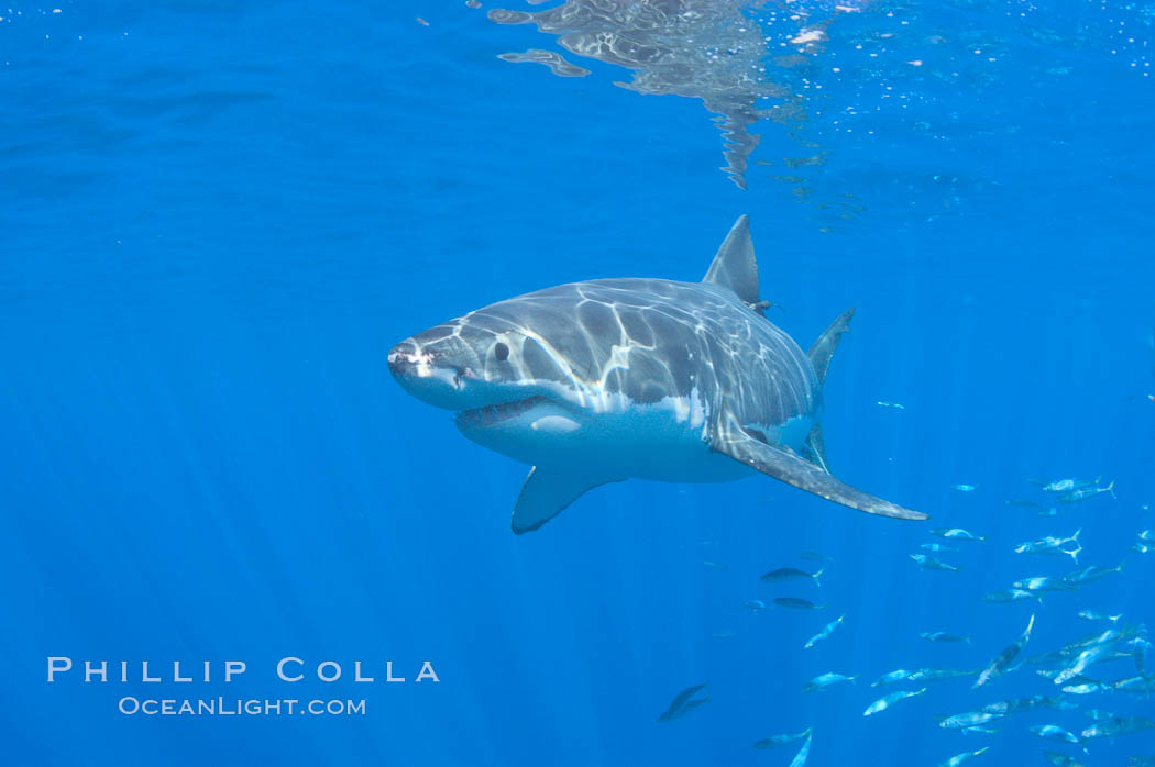 A great white shark swims through the clear waters of Isla Guadalupe, far offshore of the Pacific Coast of Baja California.  Guadalupe Island is host to a concentration of large great white sharks, which visit the island to feed on pinnipeds and tuna. Guadalupe Island (Isla Guadalupe), Mexico, Carcharodon carcharias, natural history stock photograph, photo id 07686