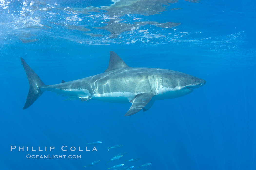 A great white shark swims through the clear waters of Isla Guadalupe, far offshore of the Pacific Coast of Baja California.  Guadalupe Island is host to a concentration of large great white sharks, which visit the island to feed on pinnipeds and tuna. Guadalupe Island (Isla Guadalupe), Mexico, Carcharodon carcharias, natural history stock photograph, photo id 07710