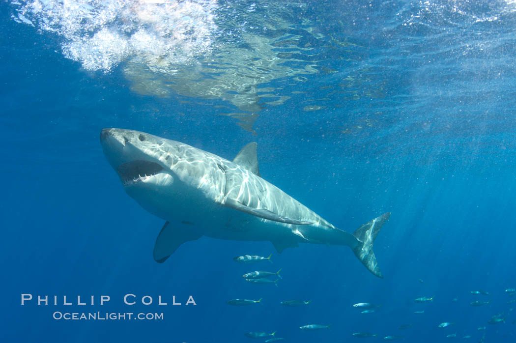 A great white shark swims through the clear waters of Isla Guadalupe, far offshore of the Pacific Coast of Baja California.  Guadalupe Island is host to a concentration of large great white sharks, which visit the island to feed on pinnipeds and tuna. Guadalupe Island (Isla Guadalupe), Mexico, Carcharodon carcharias, natural history stock photograph, photo id 07734