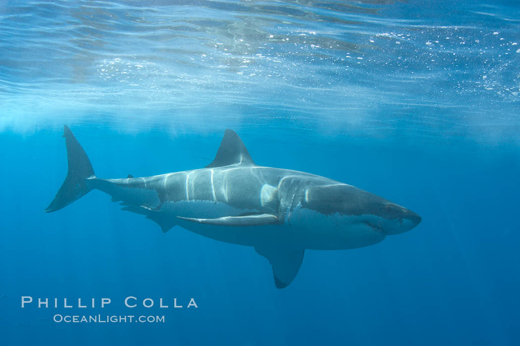 A great white shark swims through the clear waters of Isla Guadalupe, far offshore of the Pacific Coast of Baja California.  Guadalupe Island is host to a concentration of large great white sharks, which visit the island to feed on pinnipeds and tuna. Guadalupe Island (Isla Guadalupe), Mexico, Carcharodon carcharias, natural history stock photograph, photo id 07708