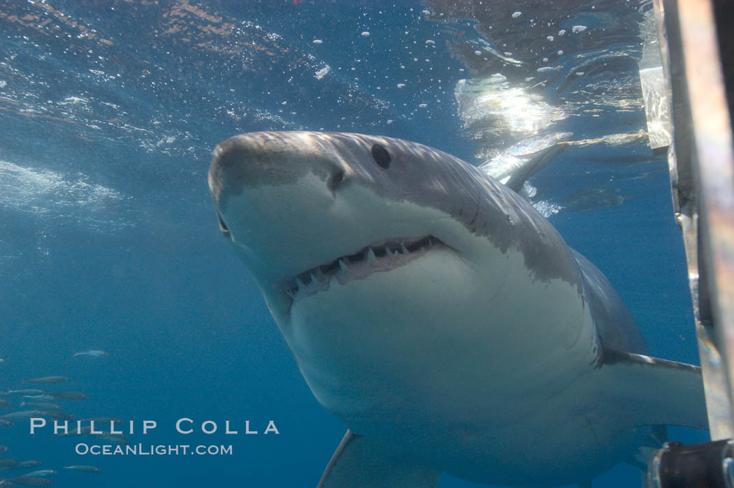 A great white shark swims through the clear waters of Isla Guadalupe, far offshore of the Pacific Coast of Baja California.  Guadalupe Island is host to a concentration of large great white sharks, which visit the island to feed on pinnipeds and tuna. Guadalupe Island (Isla Guadalupe), Mexico, Carcharodon carcharias, natural history stock photograph, photo id 07732