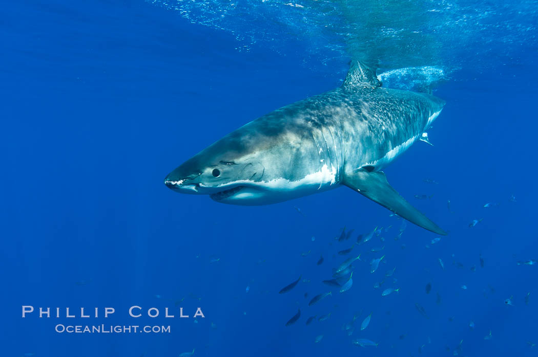 A great white shark swims through the clear waters of Isla Guadalupe, far offshore of the Pacific Coast of Baja California.  Guadalupe Island is host to a concentration of large great white sharks, which visit the island to feed on pinnipeds and tuna. Guadalupe Island (Isla Guadalupe), Mexico, Carcharodon carcharias, natural history stock photograph, photo id 07673