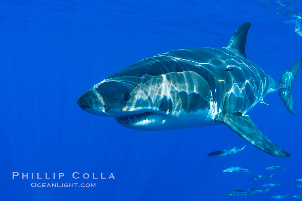 A great white shark swims through the clear waters of Isla Guadalupe, far offshore of the Pacific Coast of Baja California.  Guadalupe Island is host to a concentration of large great white sharks, which visit the island to feed on pinnipeds and tuna. Guadalupe Island (Isla Guadalupe), Mexico, Carcharodon carcharias, natural history stock photograph, photo id 07685