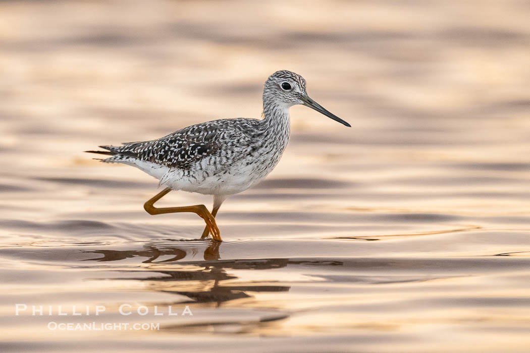 Greater Yellowlegs at sunrise, Tringa melanoleuca, Fort De Soto, Florida, Tringa melanoleuca, Fort De Soto Park, St. Petersburg