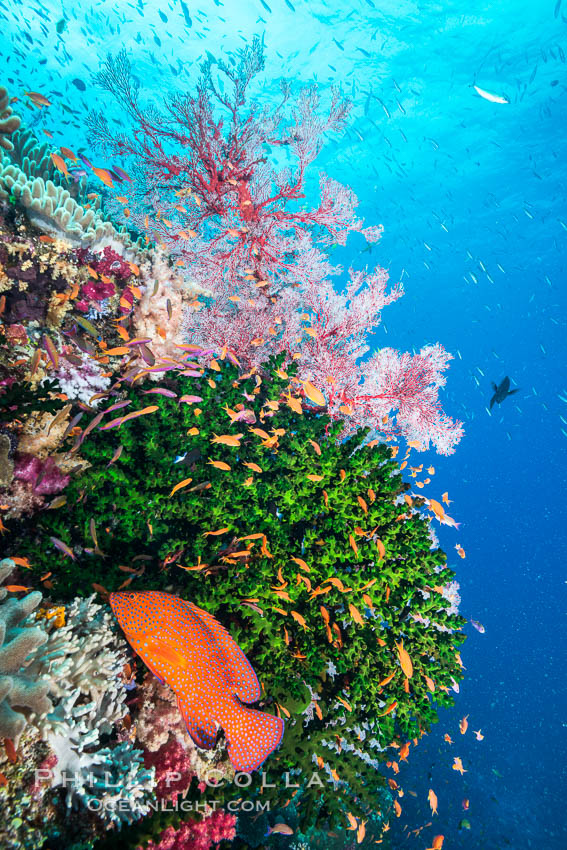 Green fan coral, Gorgonacea, Fiji, #31840