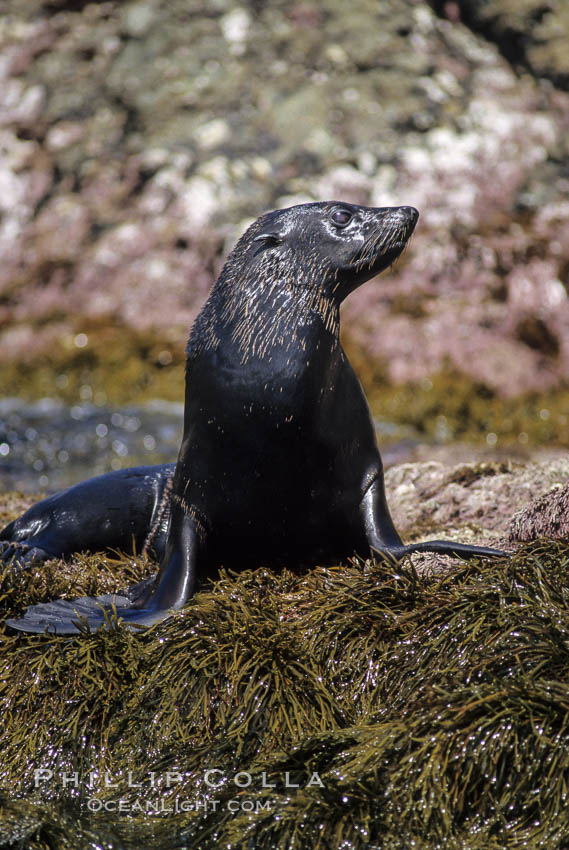 Guadalupe fur seal. Guadalupe Island (Isla Guadalupe), Baja California, Mexico, Arctocephalus townsendi, natural history stock photograph, photo id 10334