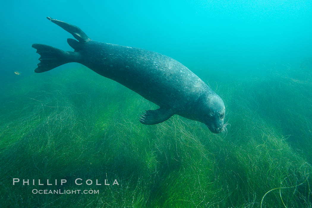 Harbor seal underwater. La Jolla, California, USA, Phoca vitulina richardsi, natural history stock photograph, photo id 17416