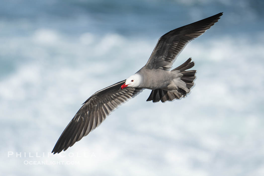 Heermann's Gulls in Flight with Ocean Background. La Jolla, California, USA, Larus heermanni, natural history stock photograph, photo id 40164