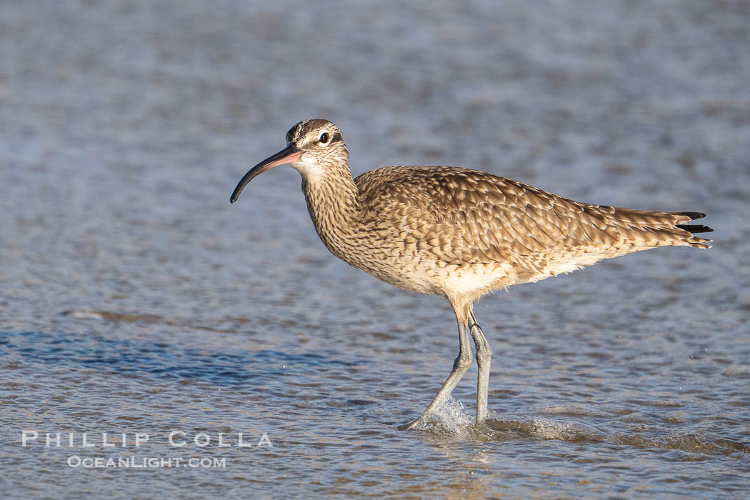 Hudsonian Whimbrel foraging in tide pools, La Jolla. California, USA, natural history stock photograph, photo id 40705