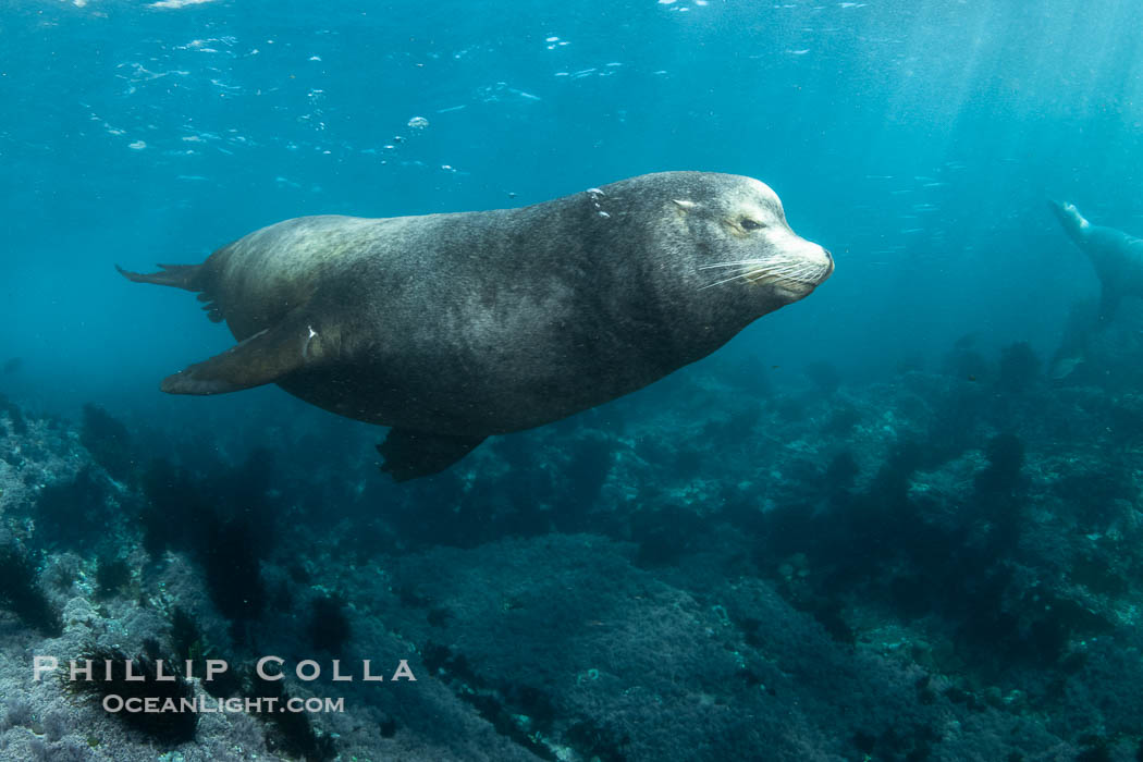 Huge California Sea Lion Male Underwater, a bull, patrolling his breeding harem and territory, Coronado Islands, Mexico. His sagittal crest, the bony bump on his head that distinguishes adult male sea lions, is clearly seen, Zalophus californianus, Coronado Islands (Islas Coronado)