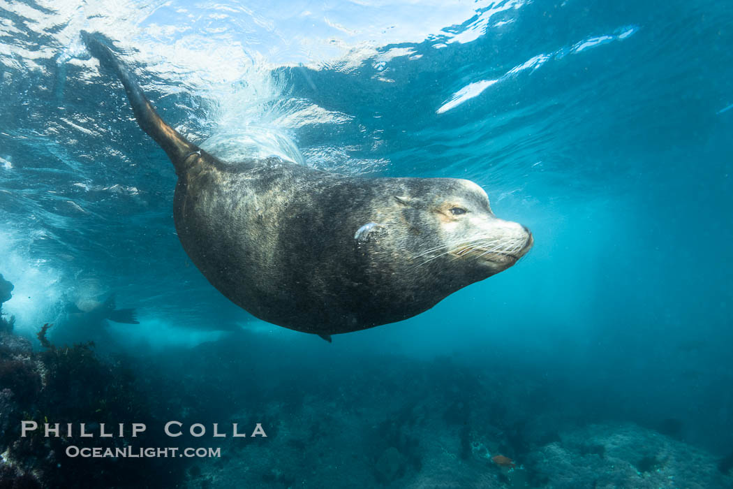 Huge California Sea Lion Male Underwater, a bull, patrolling his breeding harem and territory, Coronado Islands, Mexico. His sagittal crest, the bony bump on his head that distinguishes adult male sea lions, is clearly seen, Zalophus californianus, Coronado Islands (Islas Coronado)