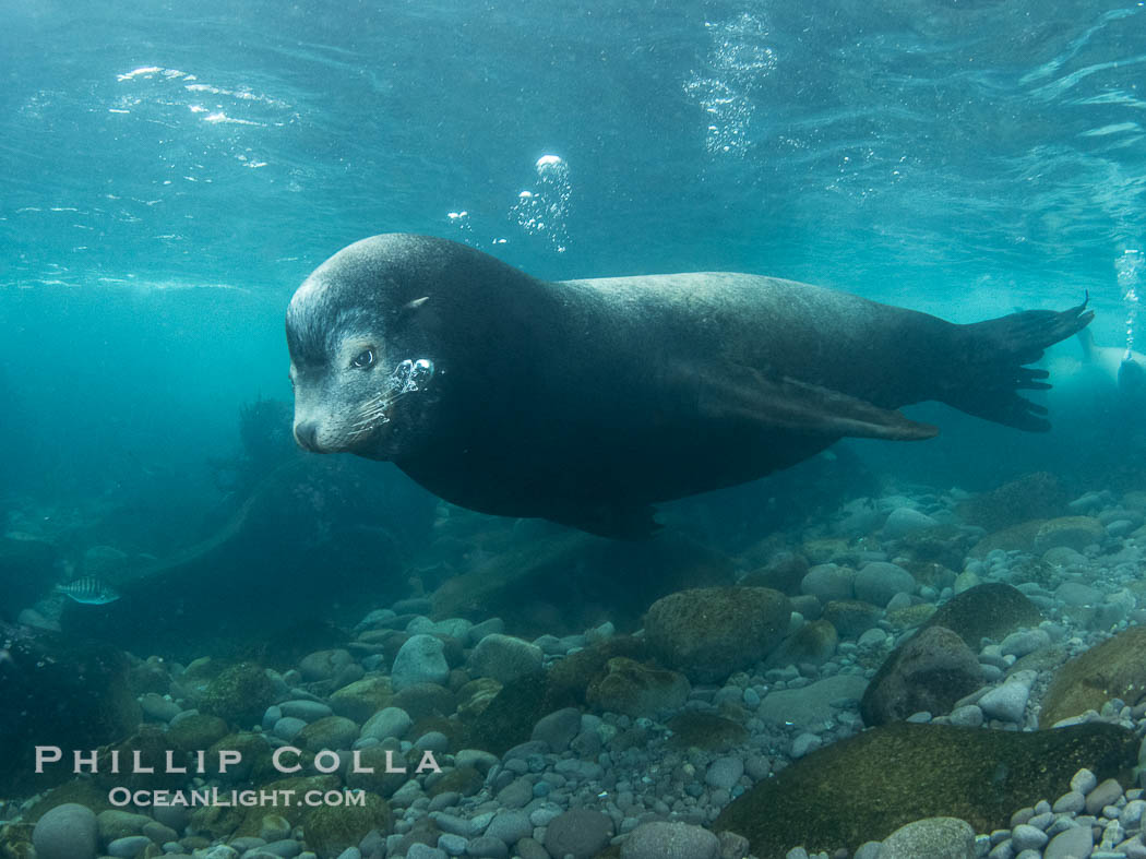 Huge California Sea Lion Male Underwater, a bull, patrolling his breeding harem and territory, Coronado Islands, Mexico. His sagittal crest, the bony bump on his head that distinguishes adult male sea lions, is clearly seen, Zalophus californianus, Coronado Islands (Islas Coronado)