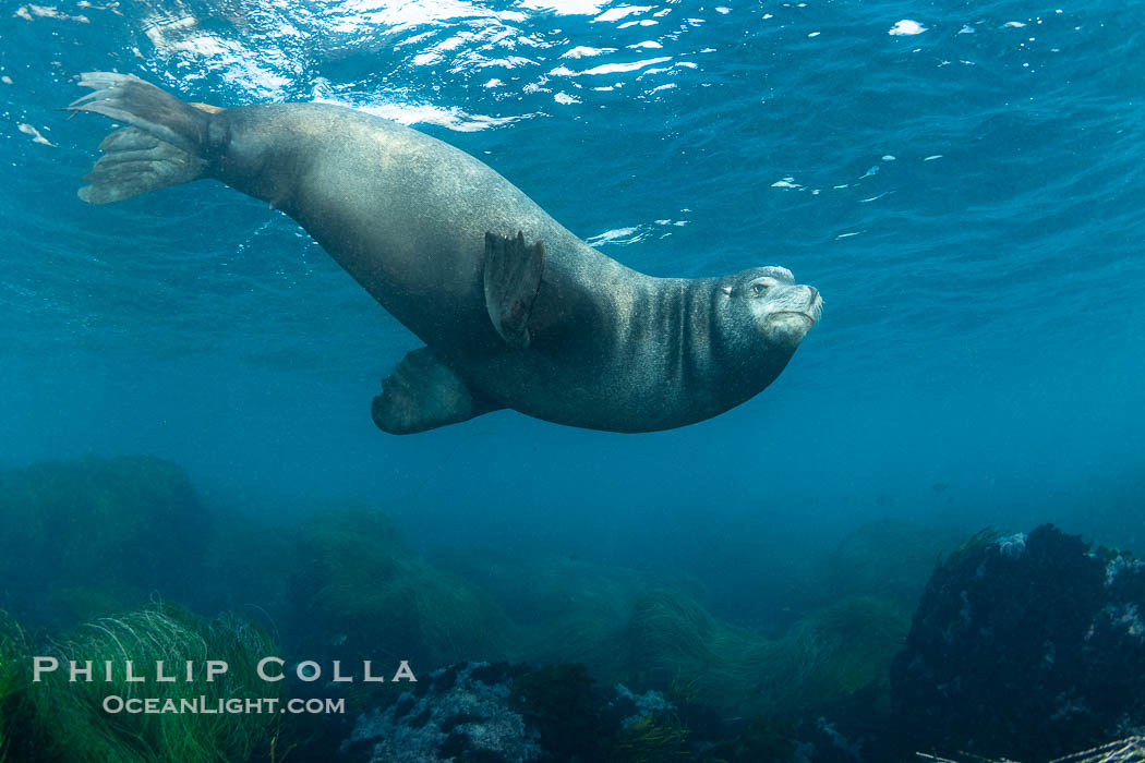 Huge California Sea Lion Male Underwater, Coronado Islands, Coronado