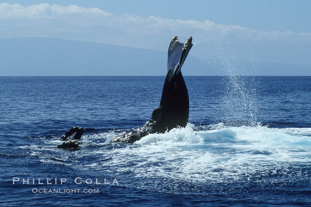 Humpback whale, inverted, fluke slapping. Maui, Hawaii, USA, Megaptera novaeangliae, natural history stock photograph, photo id 04161