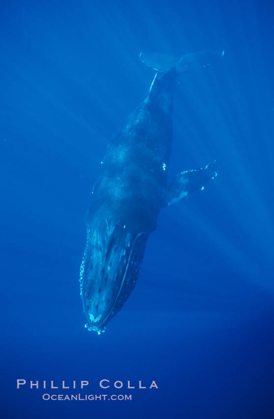 North Pacific humpback whale. Maui, Hawaii, USA, Megaptera novaeangliae, natural history stock photograph, photo id 00364