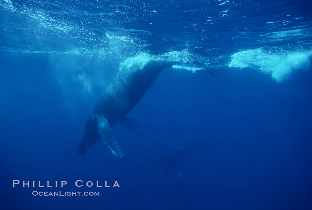 North Pacific humpback whale. Maui, Hawaii, USA, Megaptera novaeangliae, natural history stock photograph, photo id 00163