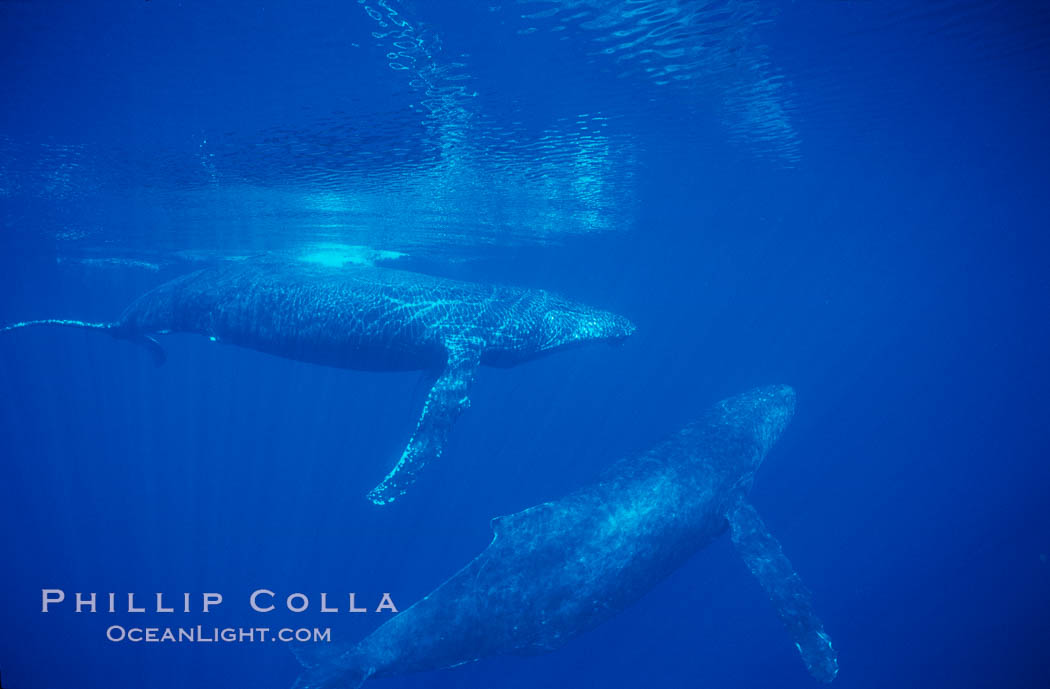 North Pacific humpback whale, resting pair. Maui, Hawaii, USA, Megaptera novaeangliae, natural history stock photograph, photo id 00359