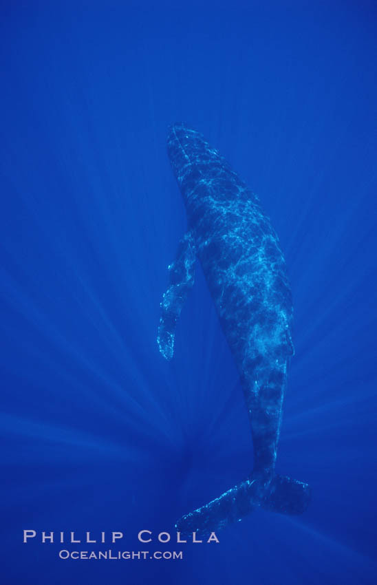 North Pacific humpback whale. Maui, Hawaii, USA, Megaptera novaeangliae, natural history stock photograph, photo id 05944