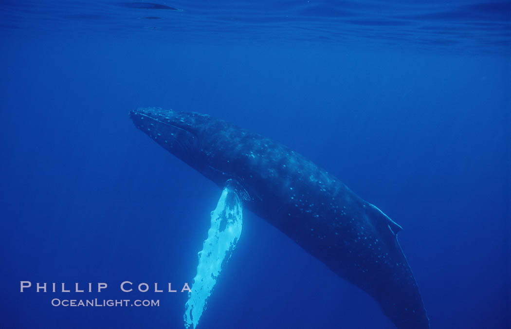 North Pacific humpback whale. Maui, Hawaii, USA, Megaptera novaeangliae, natural history stock photograph, photo id 06004