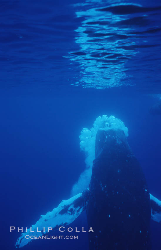 North Pacific humpback whale. Maui, Hawaii, USA, Megaptera novaeangliae, natural history stock photograph, photo id 06016