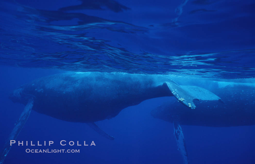 North Pacific humpback whale. Maui, Hawaii, USA, Megaptera novaeangliae, natural history stock photograph, photo id 06011