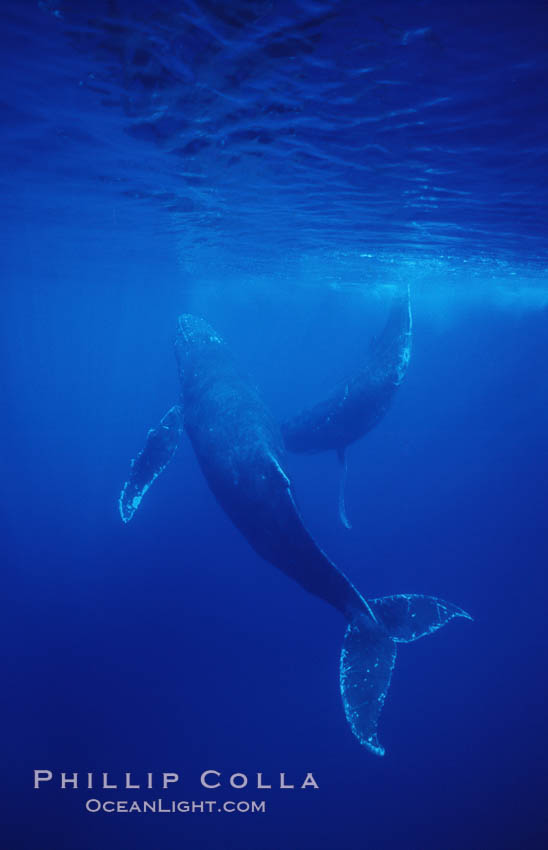 North Pacific humpback whale. Maui, Hawaii, USA, Megaptera novaeangliae, natural history stock photograph, photo id 06031