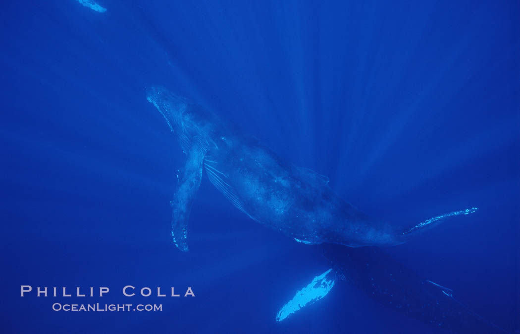 North Pacific humpback whale. Maui, Hawaii, USA, Megaptera novaeangliae, natural history stock photograph, photo id 05997