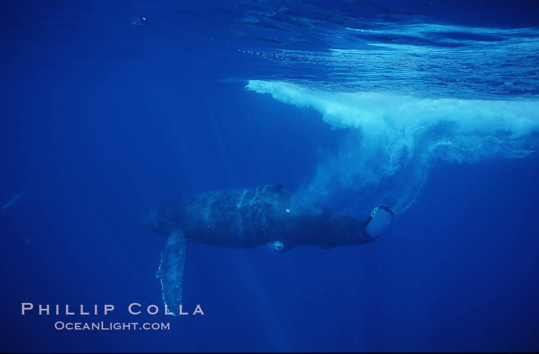 North Pacific humpback whale. Maui, Hawaii, USA, Megaptera novaeangliae, natural history stock photograph, photo id 00526