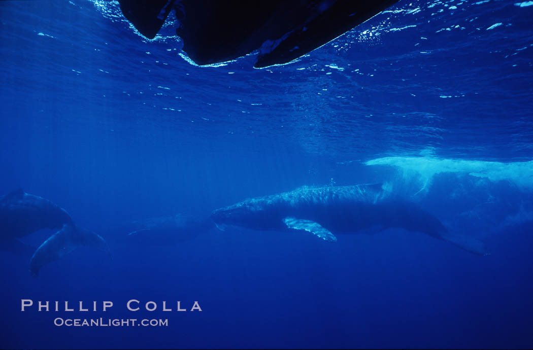 North Pacific humpback whale. Maui, Hawaii, USA, Megaptera novaeangliae, natural history stock photograph, photo id 00531