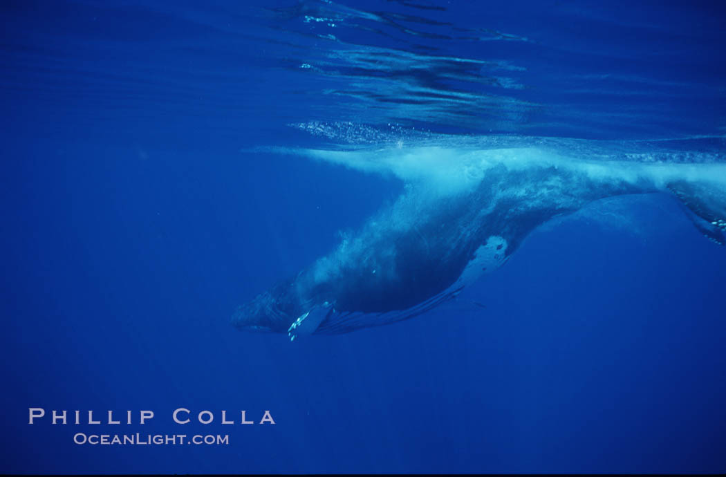 North Pacific humpback whale. Maui, Hawaii, USA, Megaptera novaeangliae, natural history stock photograph, photo id 00525