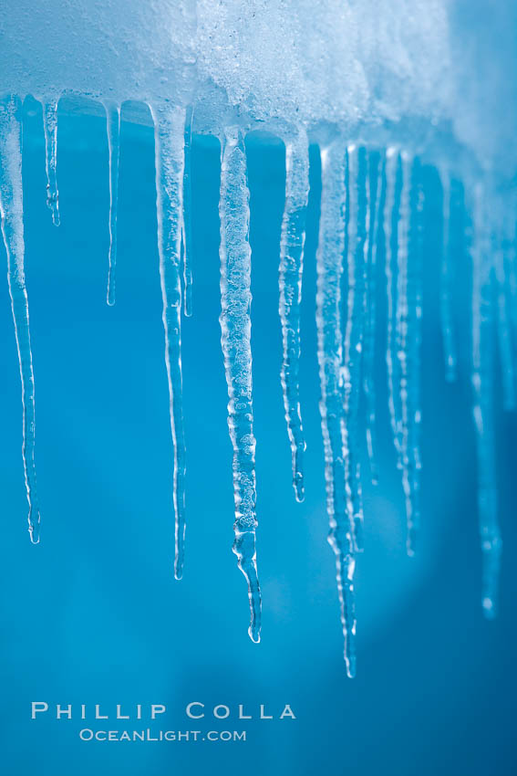 Icicles and melting ice, hanging from the edge of an blue iceberg.  Is this the result of climate change and global warming?. Brown Bluff, Antarctic Peninsula, Antarctica, natural history stock photograph, photo id 24864