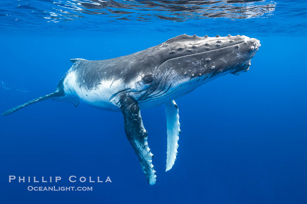 Inquisitive Calf South Pacific Humpback Whale Underwater, Moorea, French Polynesia. France, Megaptera novaeangliae, natural history stock photograph, photo id 40638