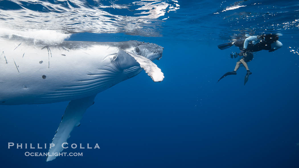 Inquisitive Calf South Pacific Humpback Whale Underwater, Moorea, French Polynesia. France, Megaptera novaeangliae, natural history stock photograph, photo id 40640