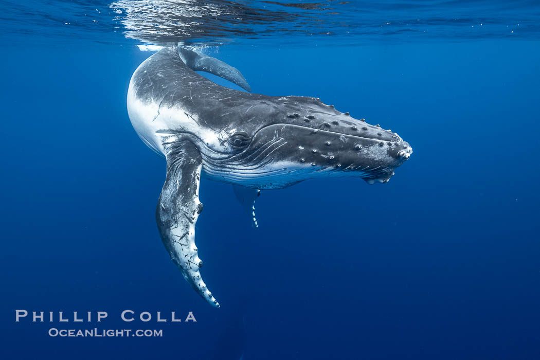 Inquisitive Calf South Pacific Humpback Whale Underwater, Moorea, French Polynesia. France, Megaptera novaeangliae, natural history stock photograph, photo id 40648