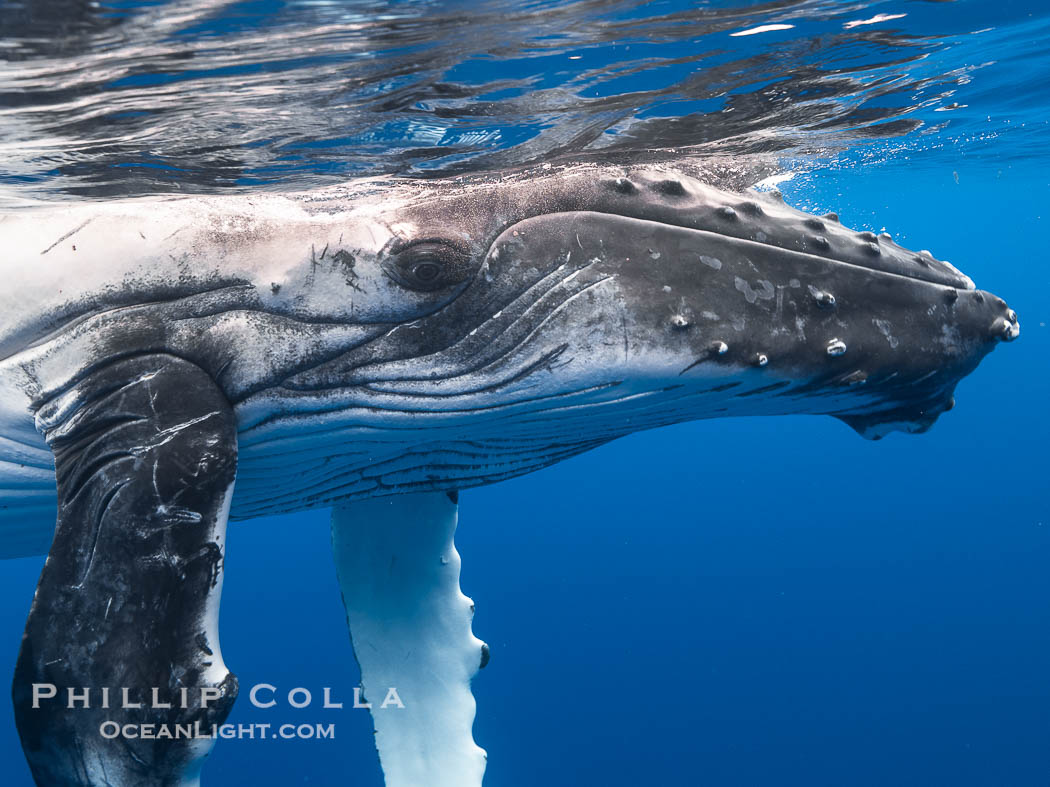 Inquisitive Calf South Pacific Humpback Whale Underwater, Moorea, French Polynesia. France, Megaptera novaeangliae, natural history stock photograph, photo id 40639