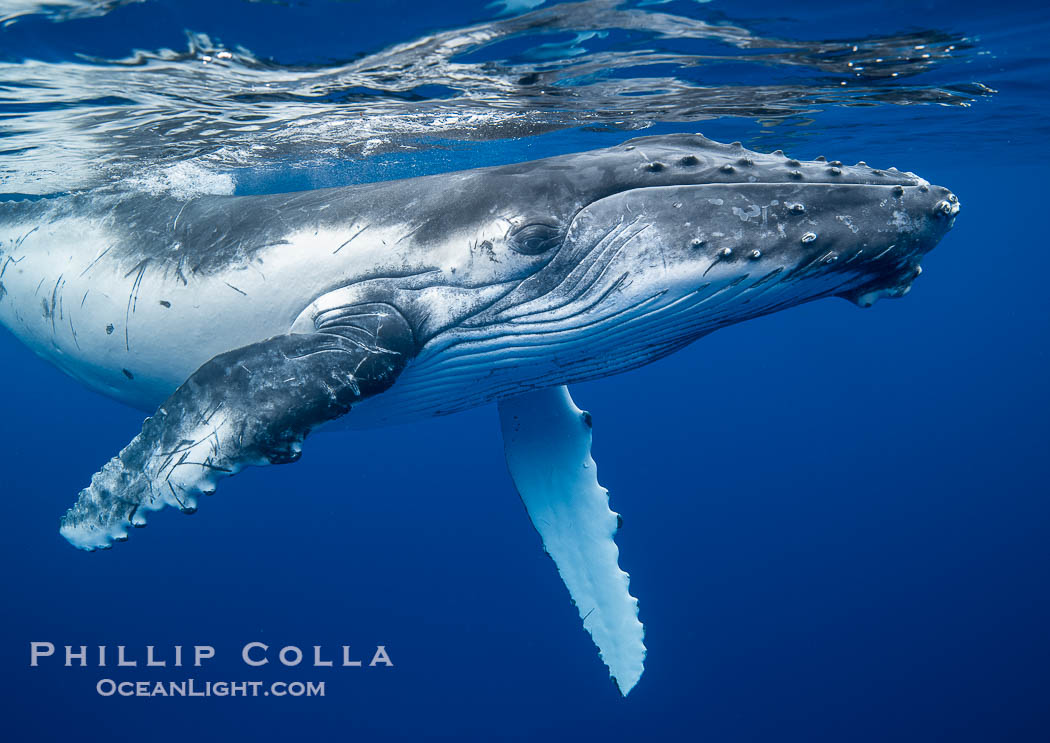 Inquisitive Calf South Pacific Humpback Whale Underwater, Moorea, French Polynesia. France, Megaptera novaeangliae, natural history stock photograph, photo id 40643